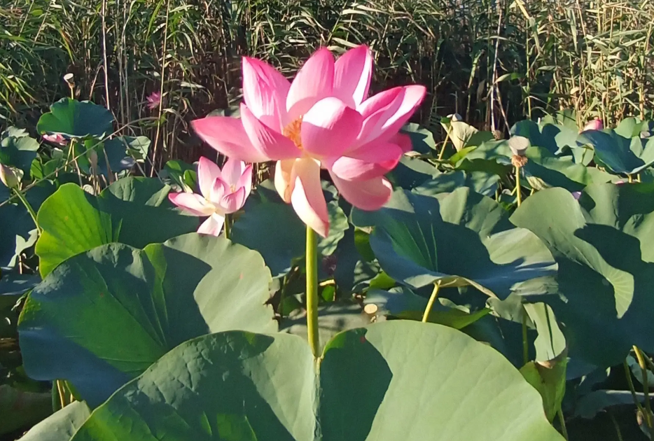 Долина лотосов в станице Голубицкой (Краснодарский край). Фото из личного архива