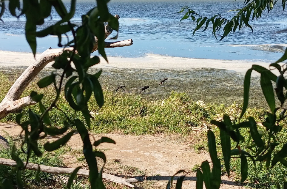 Лиман в станице Благовещенской (Краснодарский край). Фото из личного архива