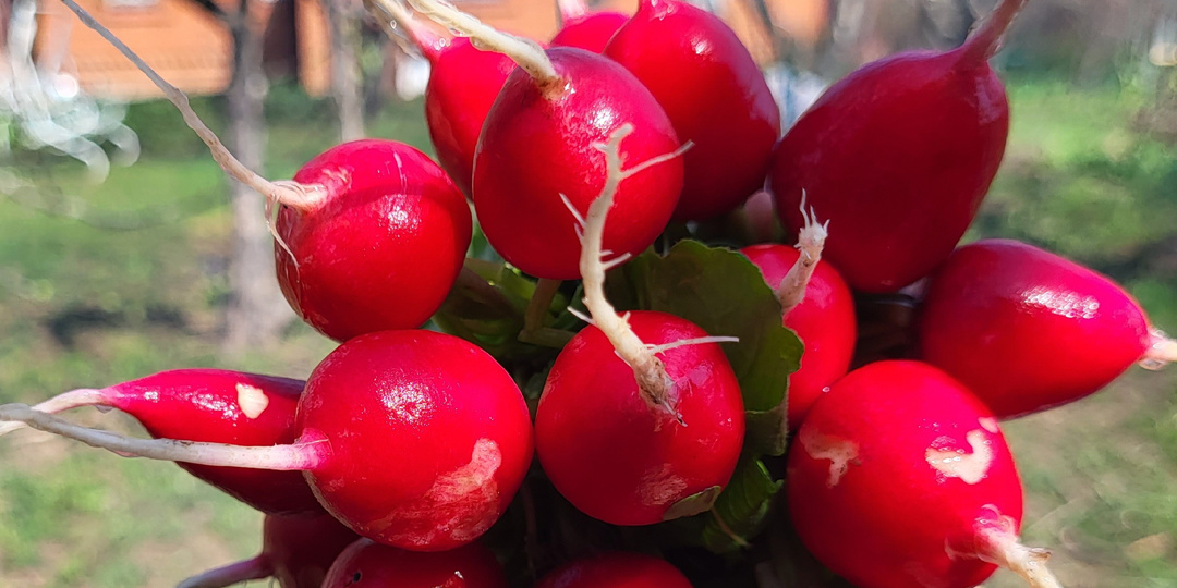 Как посеять редис на ранний урожай: мой проверенный способ.