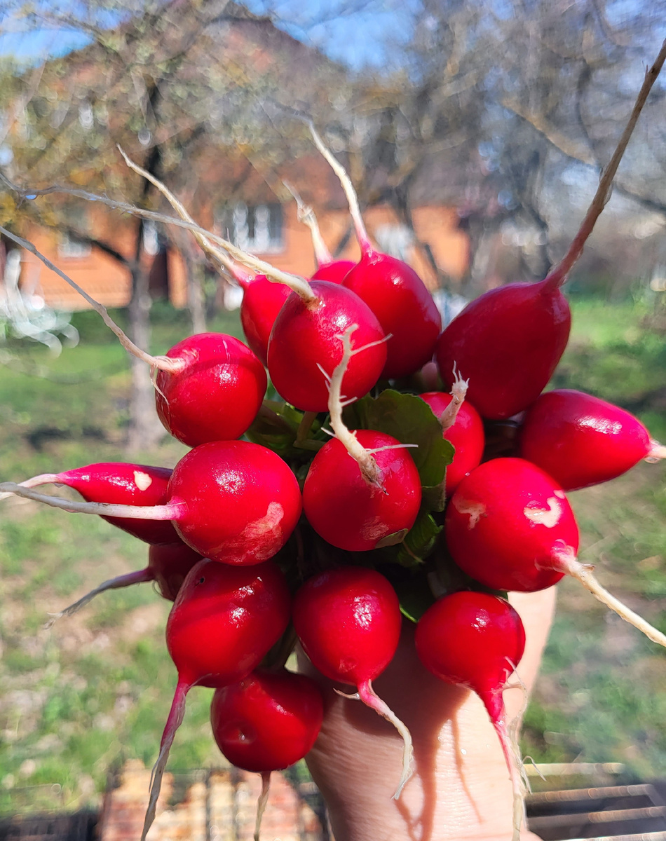 Первый урожай. Фото от 21 апреля 25г. 