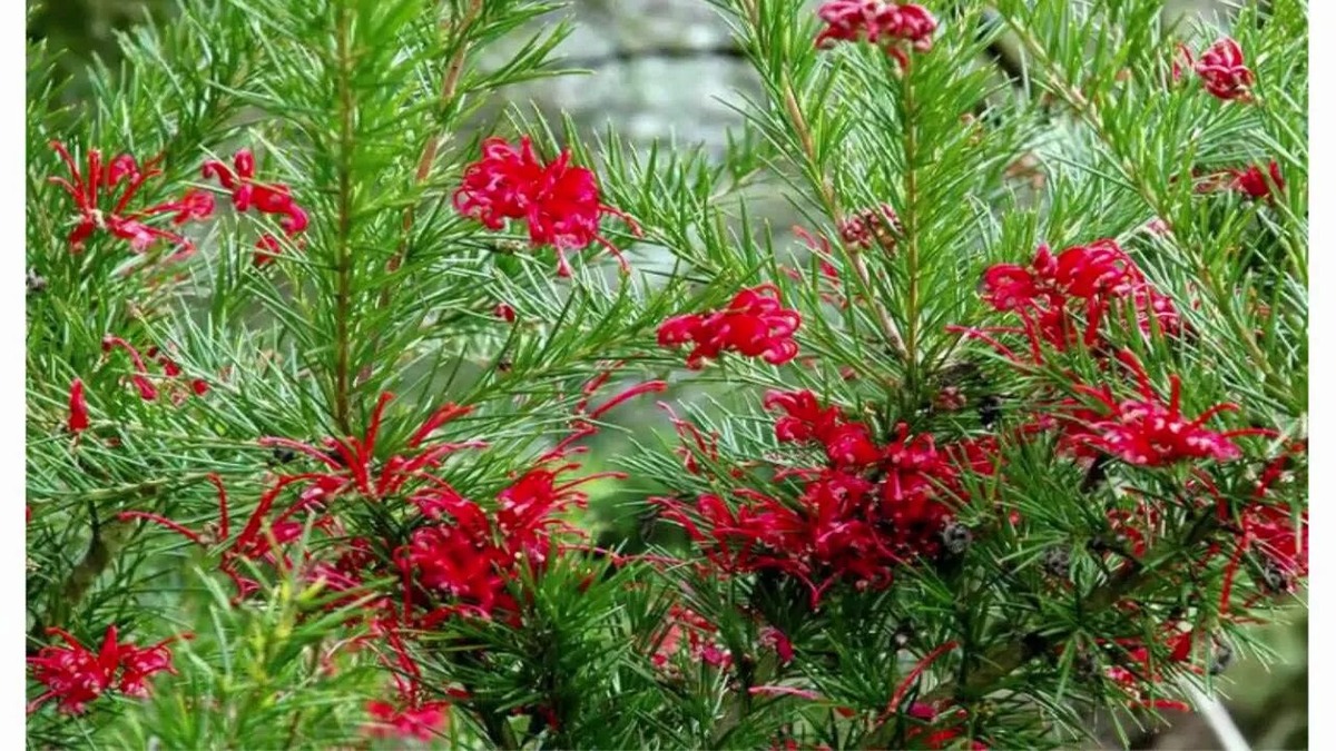 Фотография из интернета