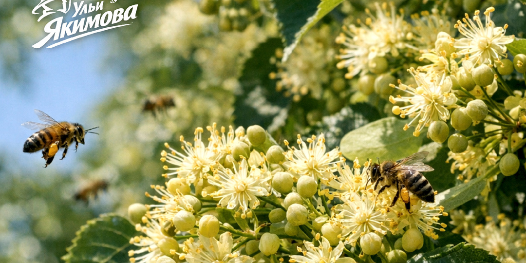 Как климатические изменения смещают сезоны медосбора в разных регионах России