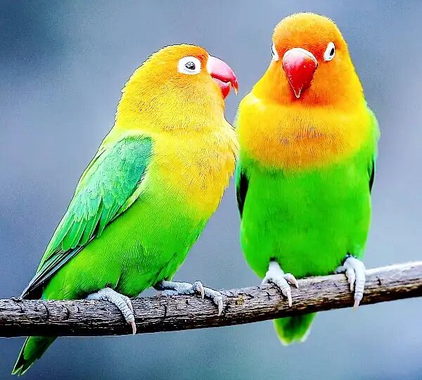 Почему маленький неразлучник Фишера стал звездой интернета