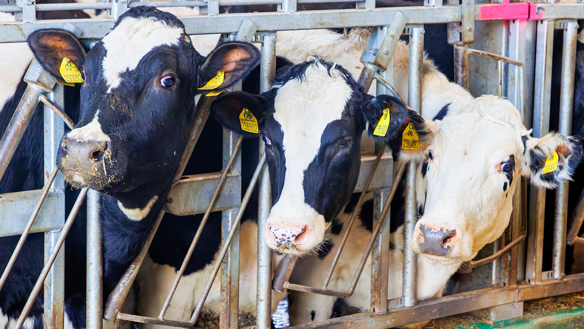   Дмитрий Рогулин / ТАСС- Архивное фото