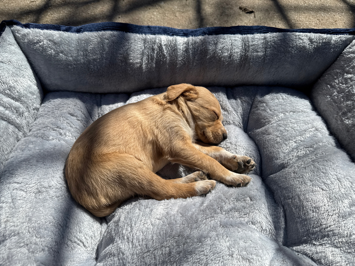 Это наша Канела