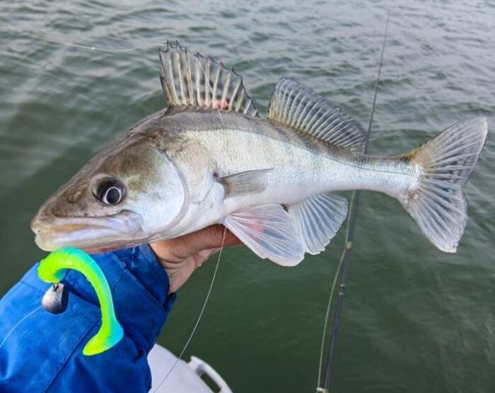 Иллюстрация: Дмитрия Иващенко в vk