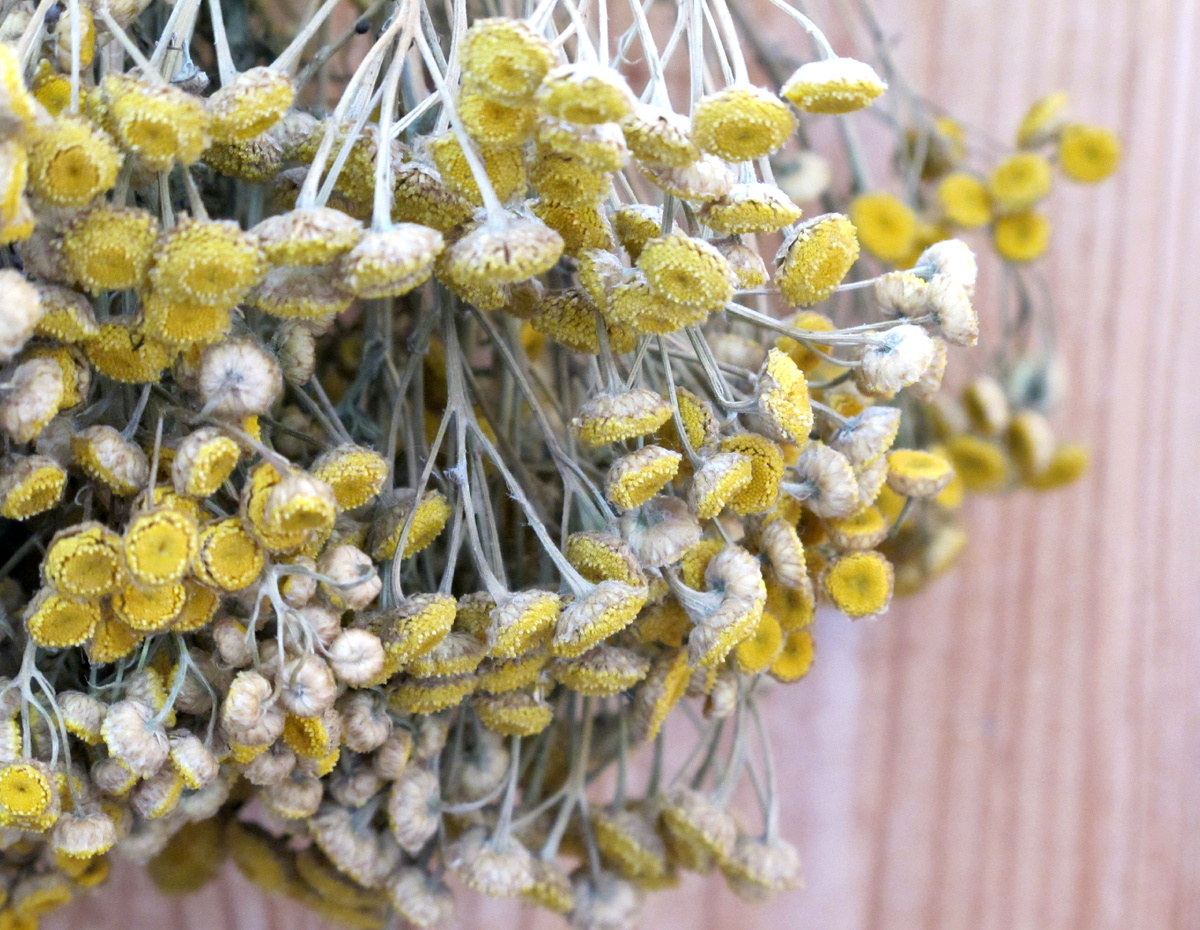 Пижма в сухом виде. Фотография автора статьи.