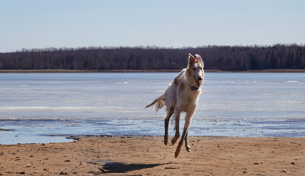 Это мой первый борзой Мираж, приезжает в гости к нам теперь