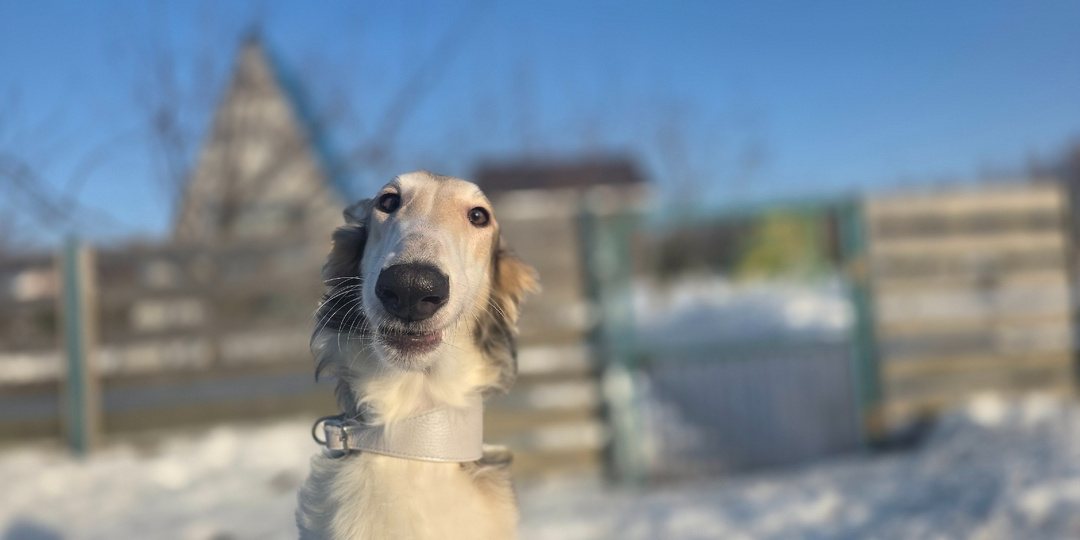 Нежнейшая Розочка ищет самый тёплый диванчик😍 Щенок русской псовой борзой