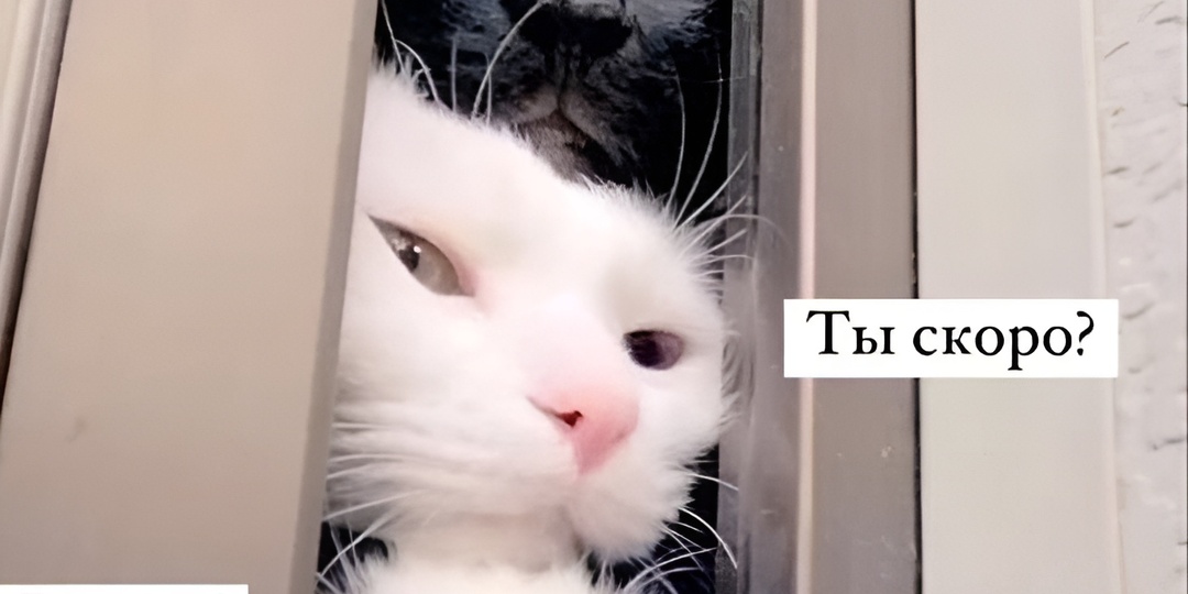 Мемы с котиками для отличного настроения: 15 уморительных фото с остроумными подписями