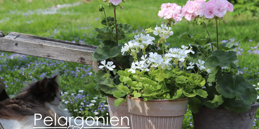 Конкурсы с участием пеларгоний в разных странах. Часть Седьмая. Германия. Gartenträume.