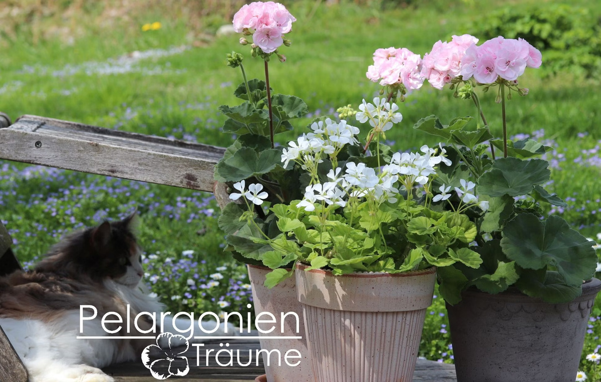 Фото с сайта Pelargonienträume. Какая чудесная беленькая крошка! Мне теперь надо такую!