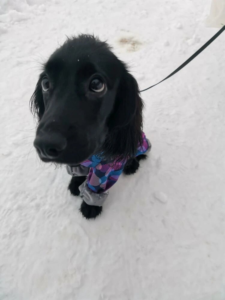 Кора на первой прогулке