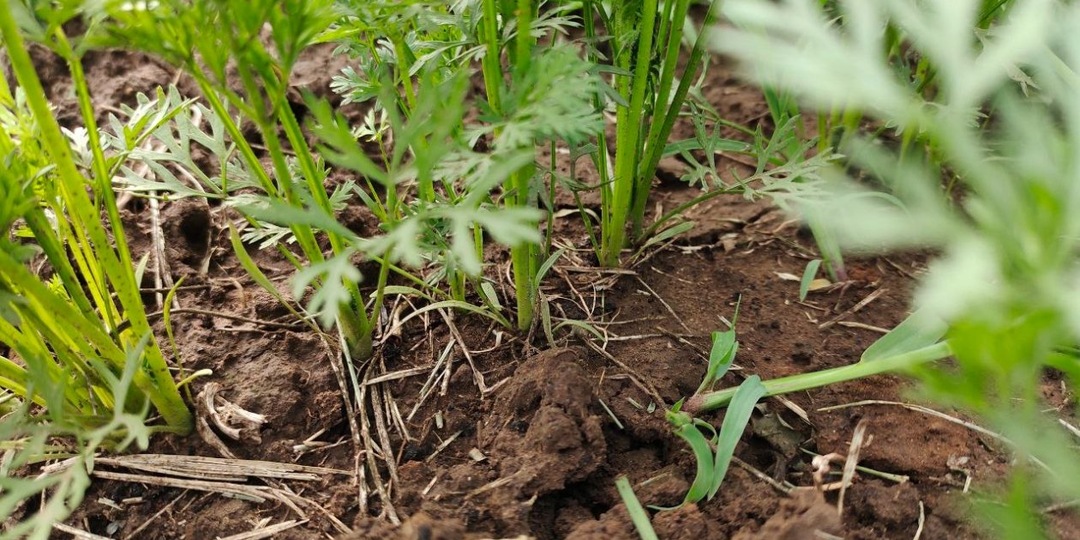 Сею 1 крутой сорт - грызу морковь уже в начале июня: корнеплоды как чистый сахар, не трескаются