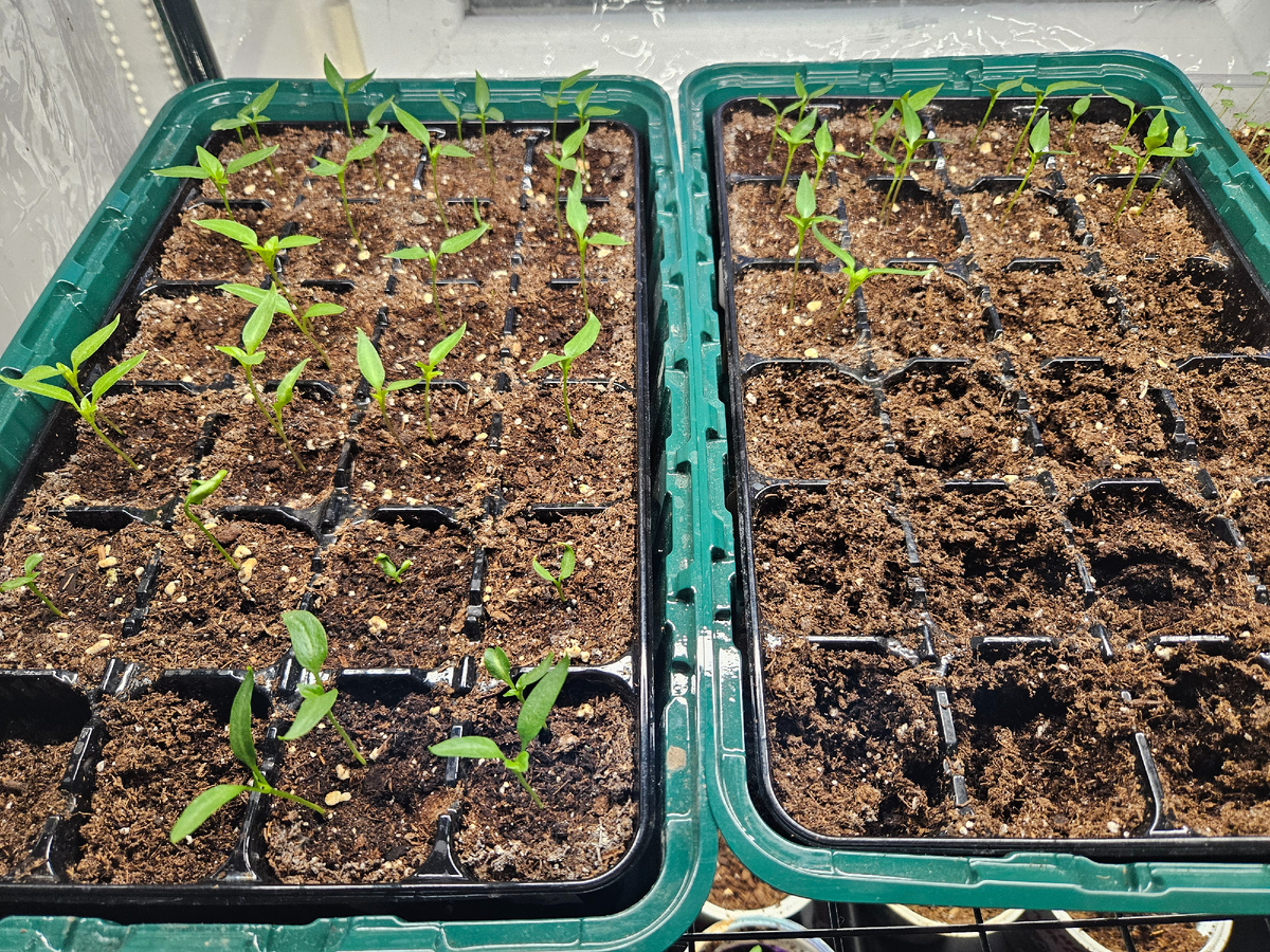 Рассада перцев еще не распикирована