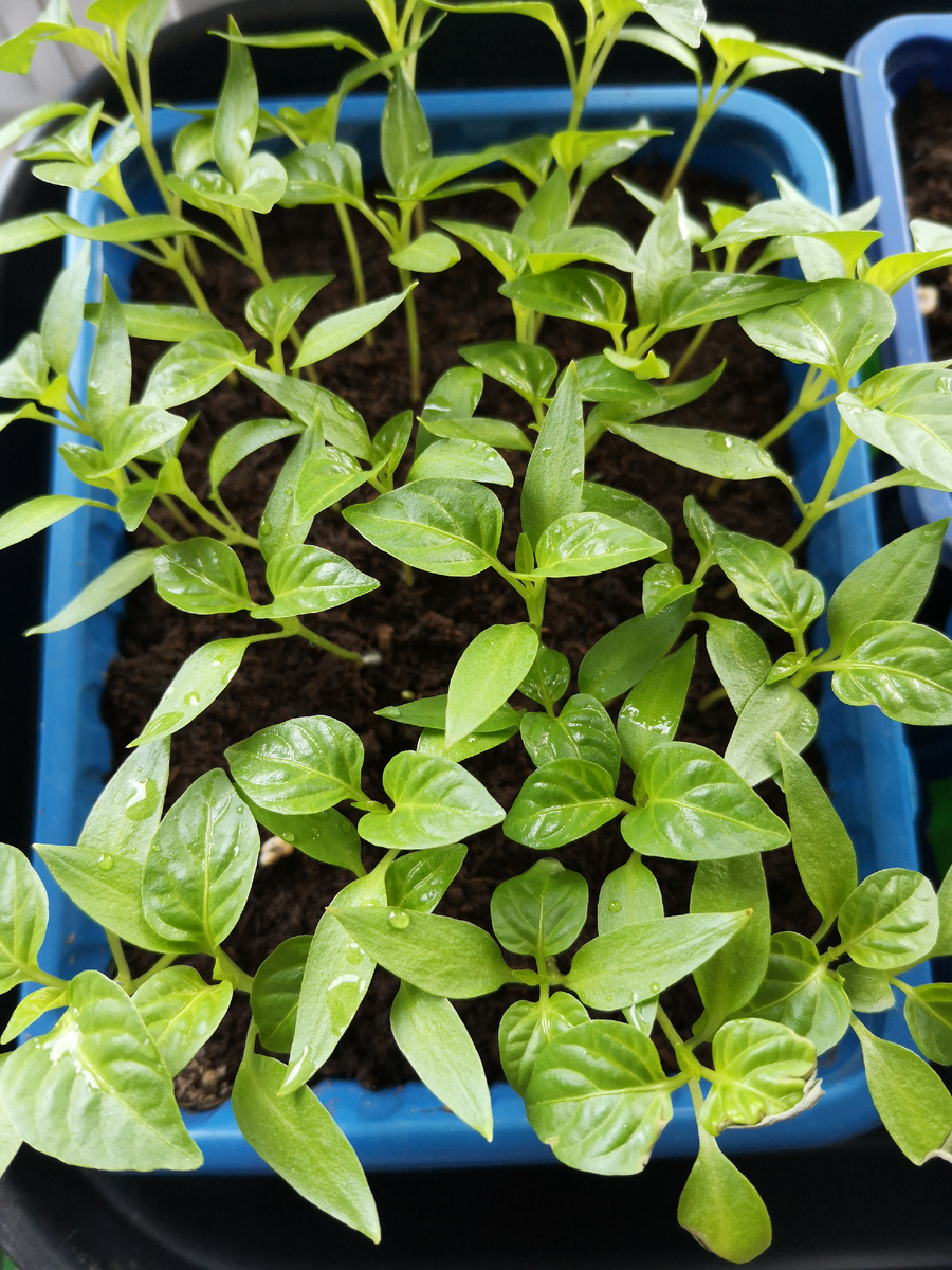 Рассада 2024 года