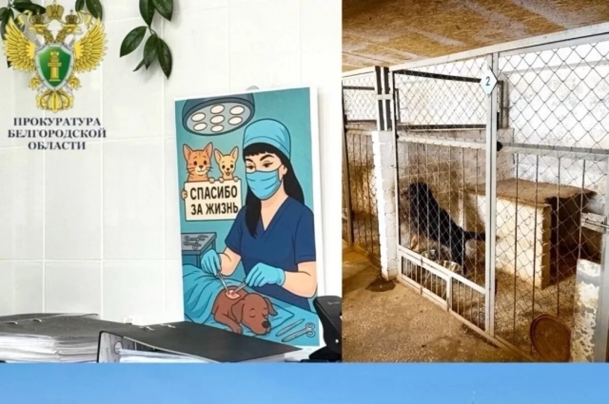    Прокуратура Белгорода нашла нарушения в службе по отлову бездомных животных