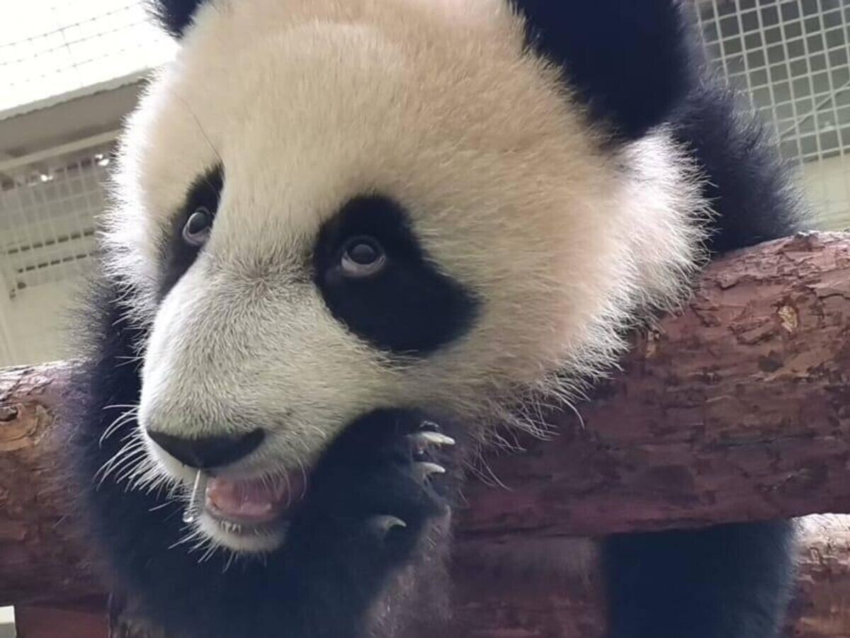    Панда Катюша | © Фото : Светлана Акулова/Telegram