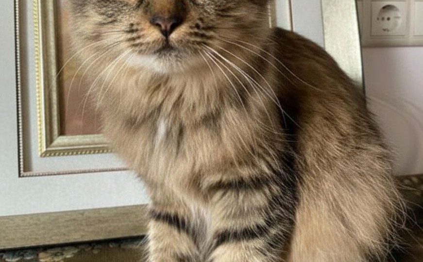 Хозяина навсегда увезла скорая, а кошку выпустили в подъезд.