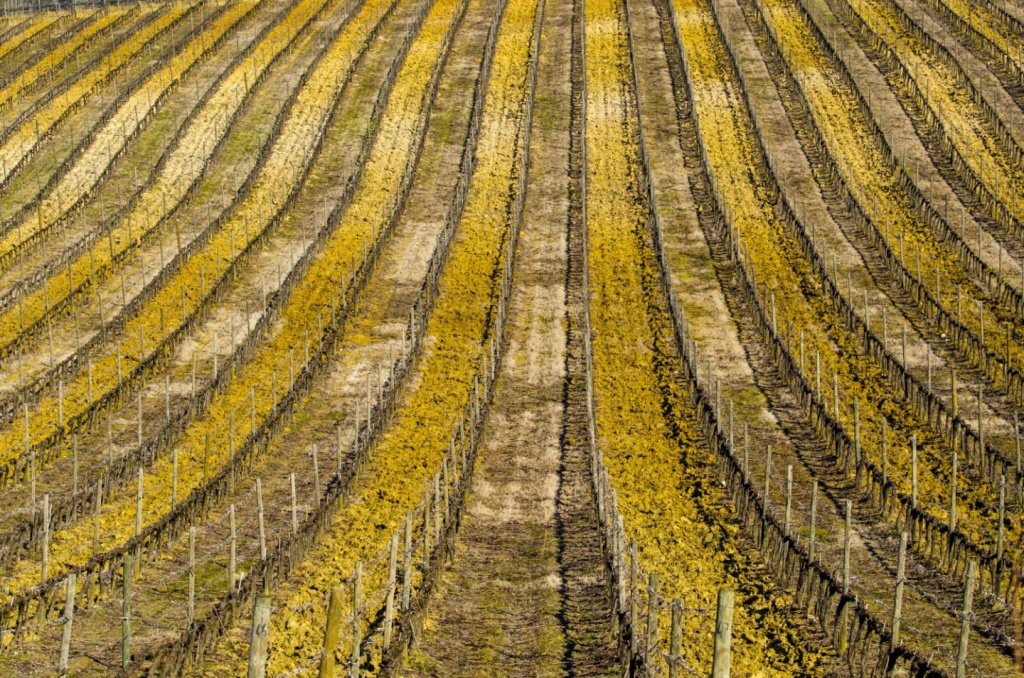 Изменение климата меняет виноделие: перепрививка сортов, возвращение автохтонов, невинтажные вина и высокие технологии. 
