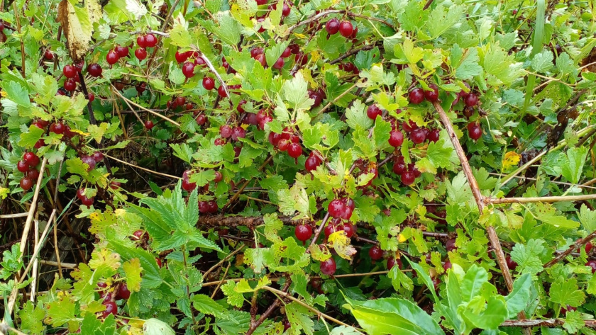    фото smilekaluga.ru