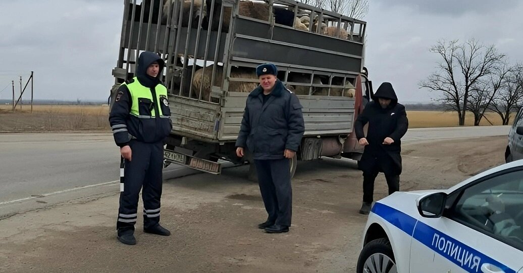 В Ростовской области остановили машину со свиньями, которые следовали без документов