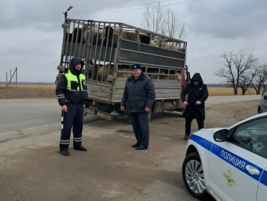    Фото: Управление Россельхознадзора по РВАОиРК