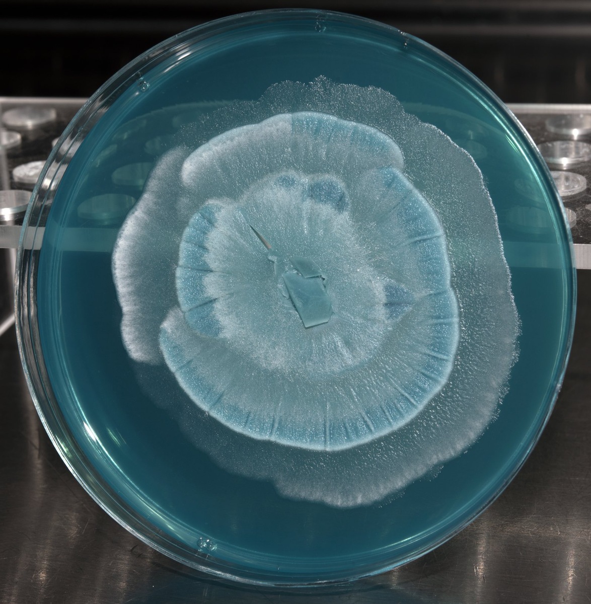    Белок грибка Mortierella способствует кристаллизации воды.