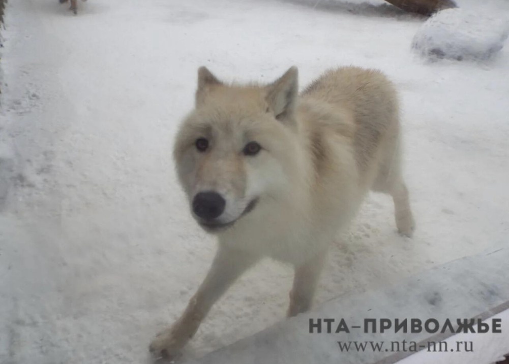    Собака напала на 8-летнего мальчика в Кулебаках Нижегородской области