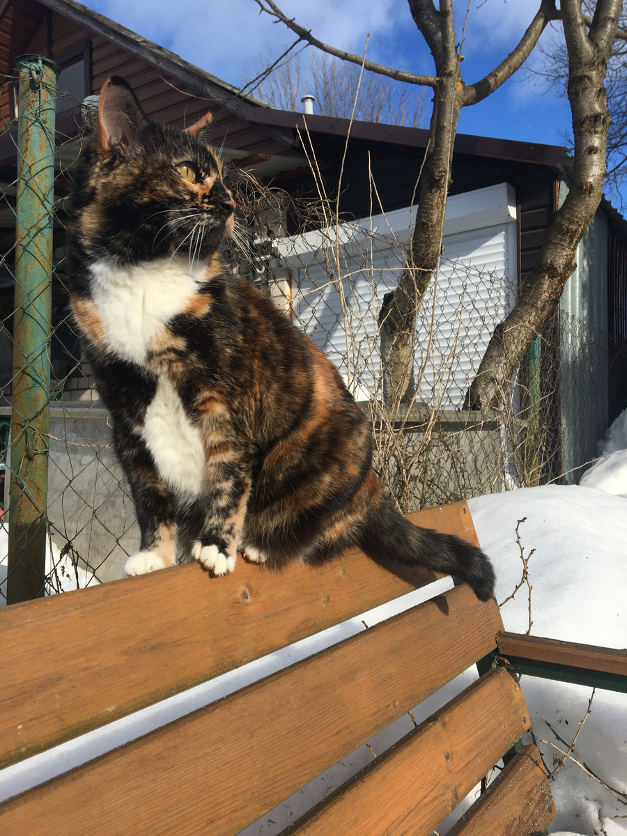 На солнышке. Фото автора