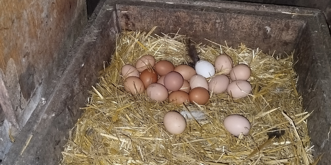 Почему я отказалась от магазинных яиц в пользу домашних и завела курочек