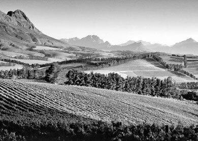 Виноградные плантации в Стелленбоше