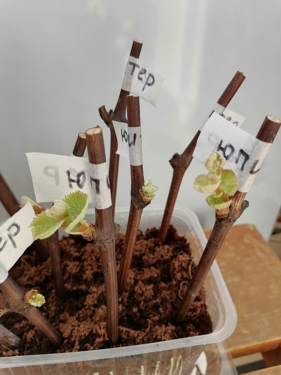 Проращивание черенков винограда по методу КВЕБЕК (Кокос /Вода / Батарея /Контейнер)