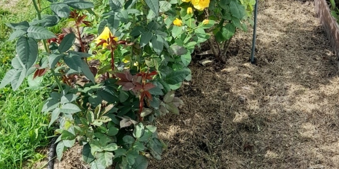 Розарий "Джулия"