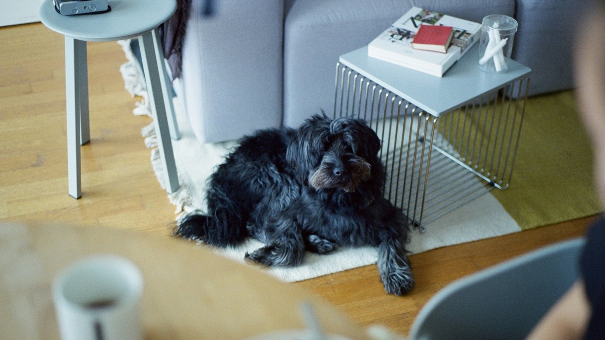    Искусственный интеллект становится инструментом не только в IT-сфере, но и в заботе о здоровье питомцев