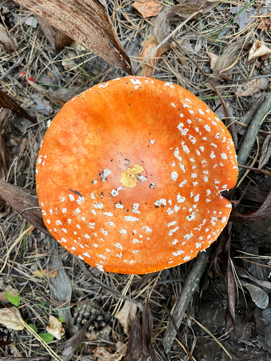 Мухомор-иллюзионист