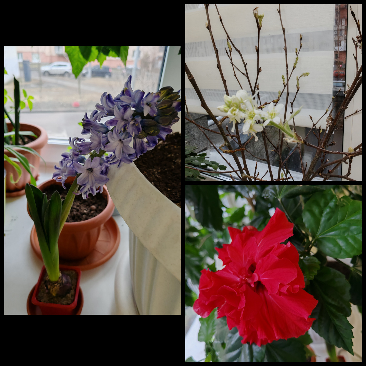 Беленький - это у нас в классе. Но даже цветы не подсказывают мне, что это за ветки. Гибискус и гиацинт цветут в игровой. От гиацинта запах на всю школу. По запаху я их и обнаружила. 