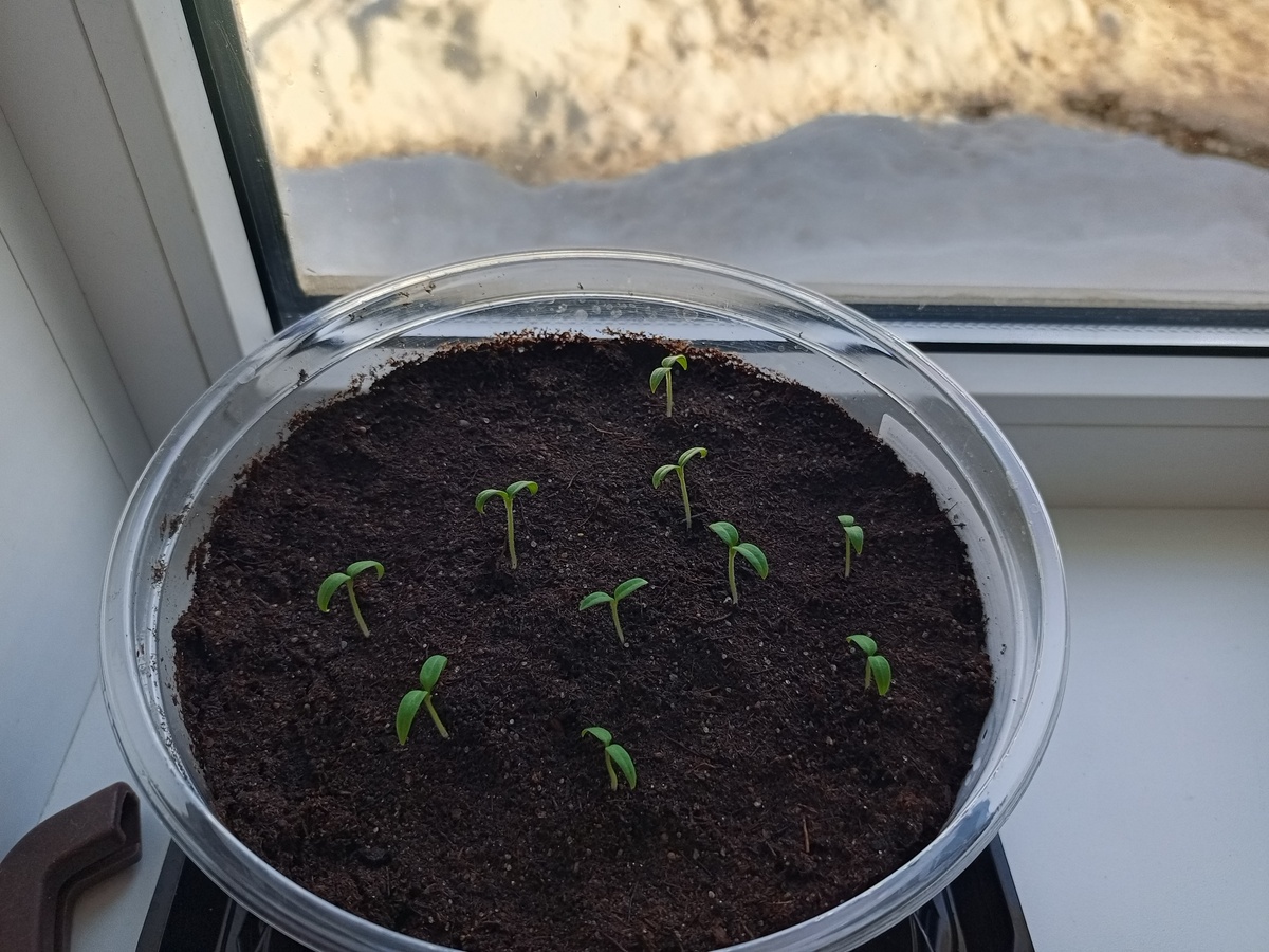 За окном ещё сугробы, а у нас дружные всходы будущего урожая))