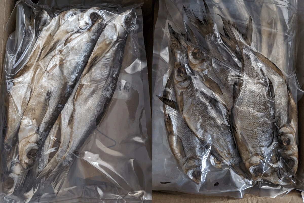 Вся рыба аккуратно упакована