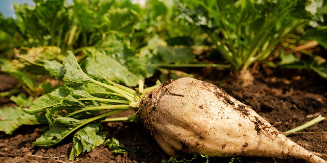 Как формируется урожай сахарной свёклы — ключевые точки влияния