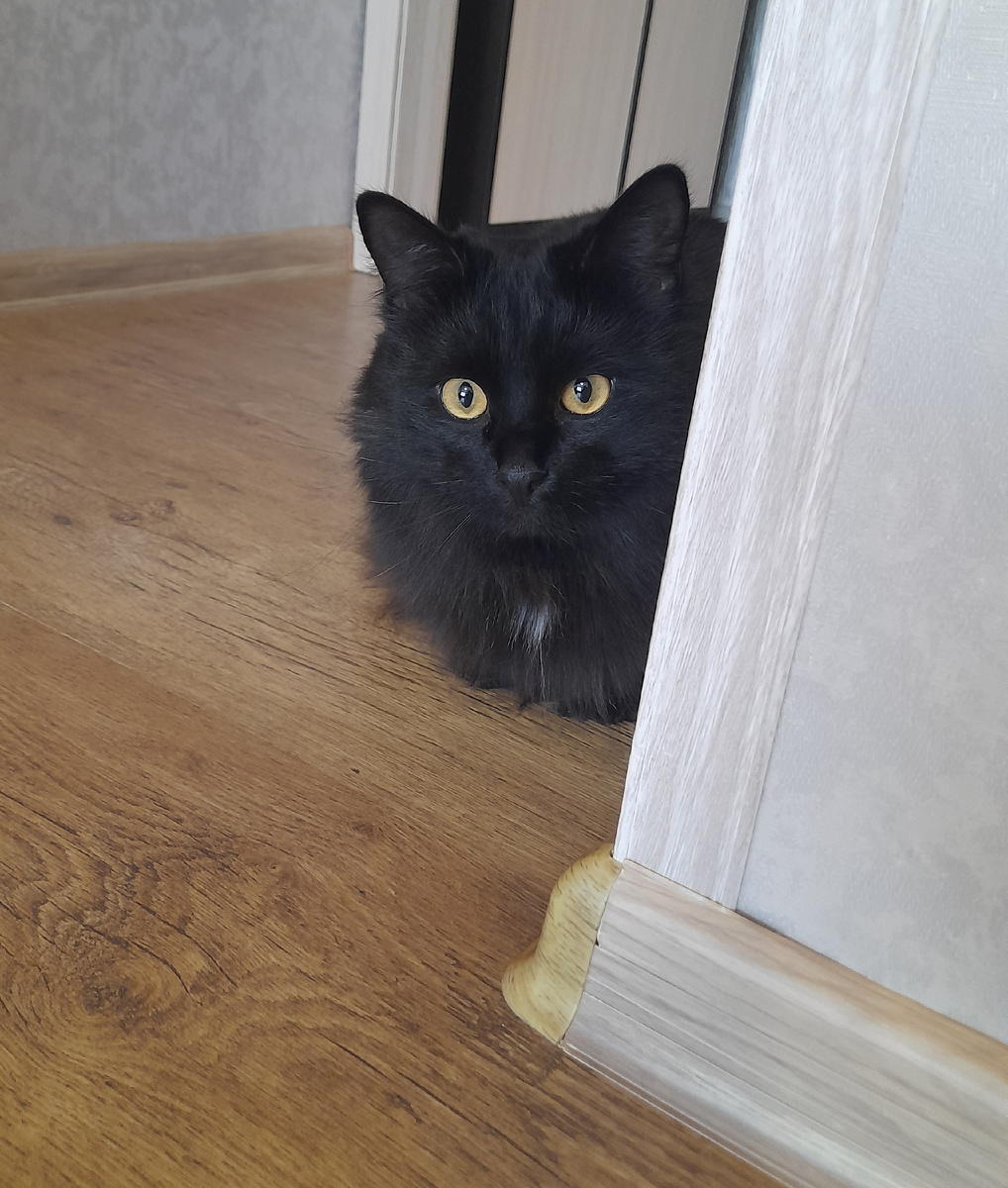 Попытка погладить отвергается с возмущением.