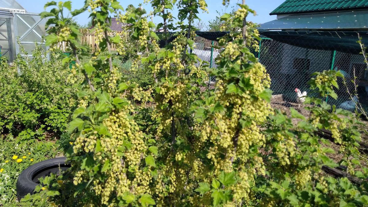 Красная смородина (про неё внизу).