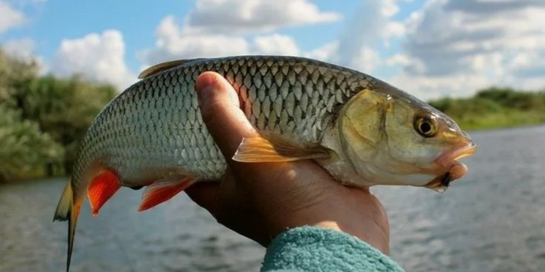 Как и где поймать голавля❓