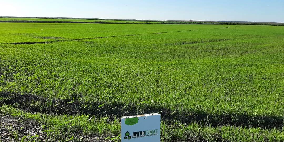 Полевые испытания 2025 года: что показали результаты по зерновым и масличным