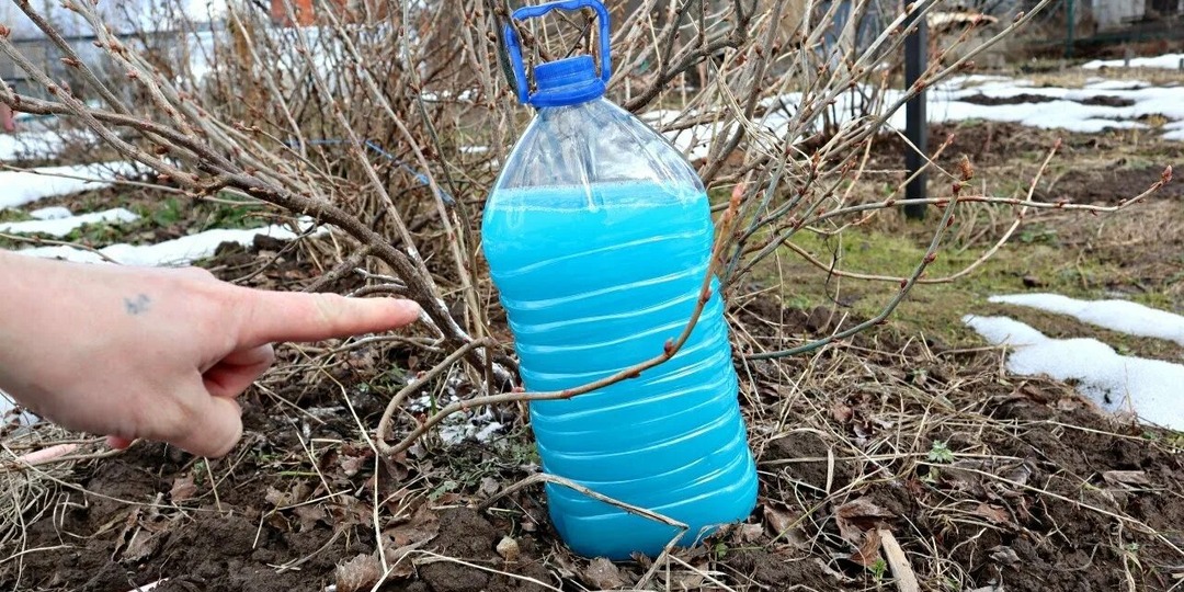 Сделайте эту обработку смородины весной и вы удивитесь, насколько чистыми и крупными будут ягоды летом. Искореняющая обработка.