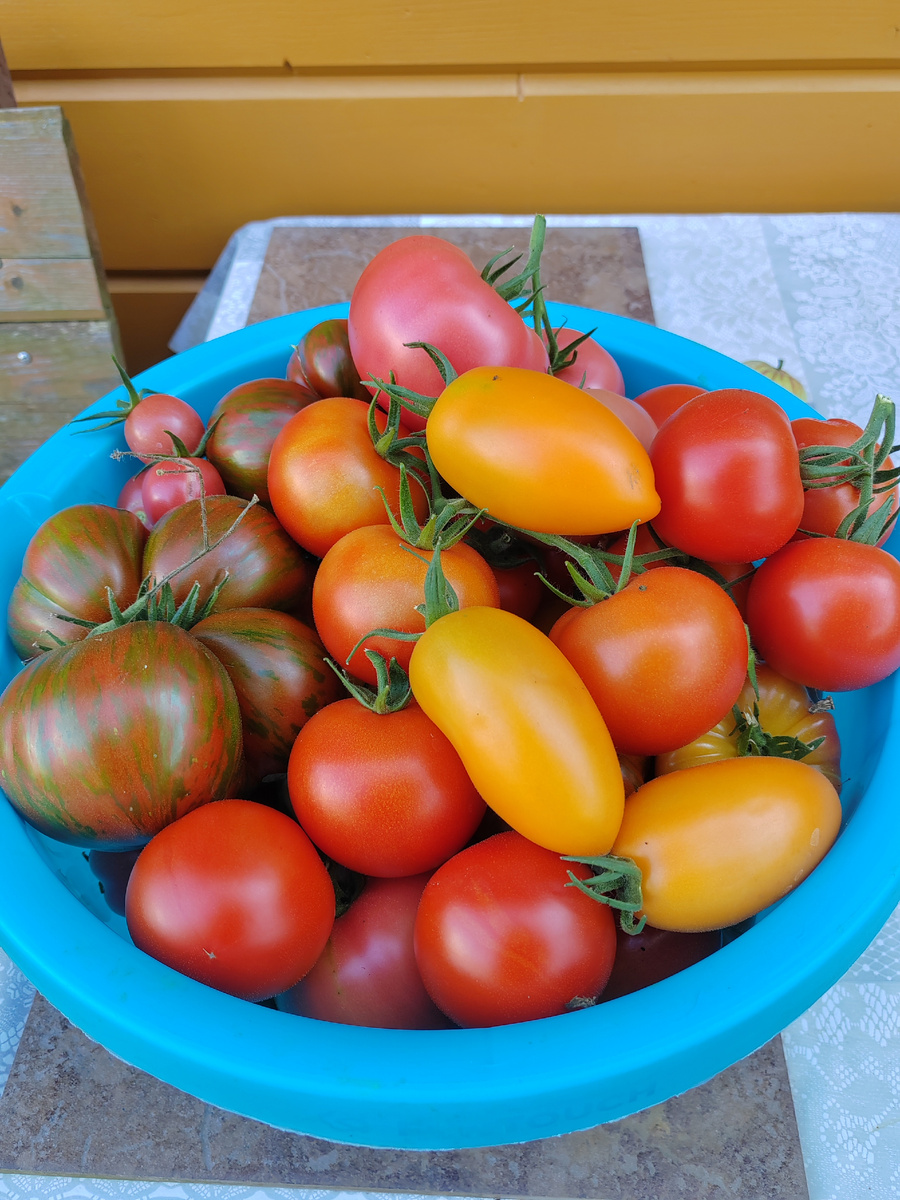 Помидорное ассорти