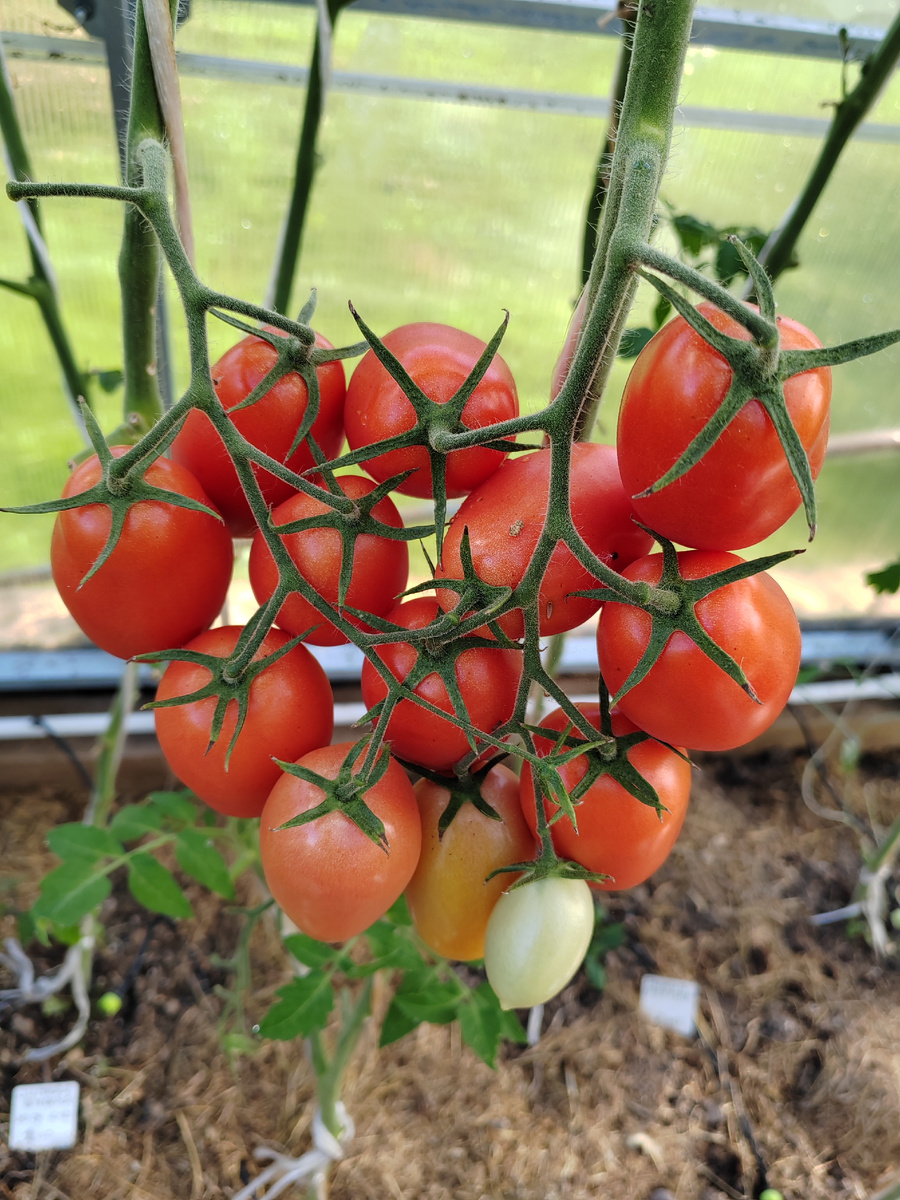 Сердце из помидоров