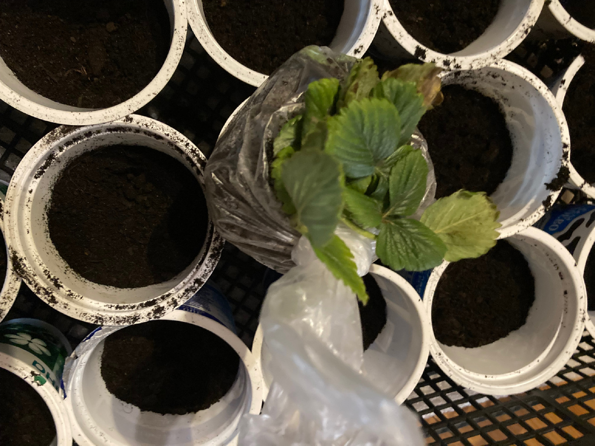 Опять-таки - в пакете ПЯТЬ растений, крохотных