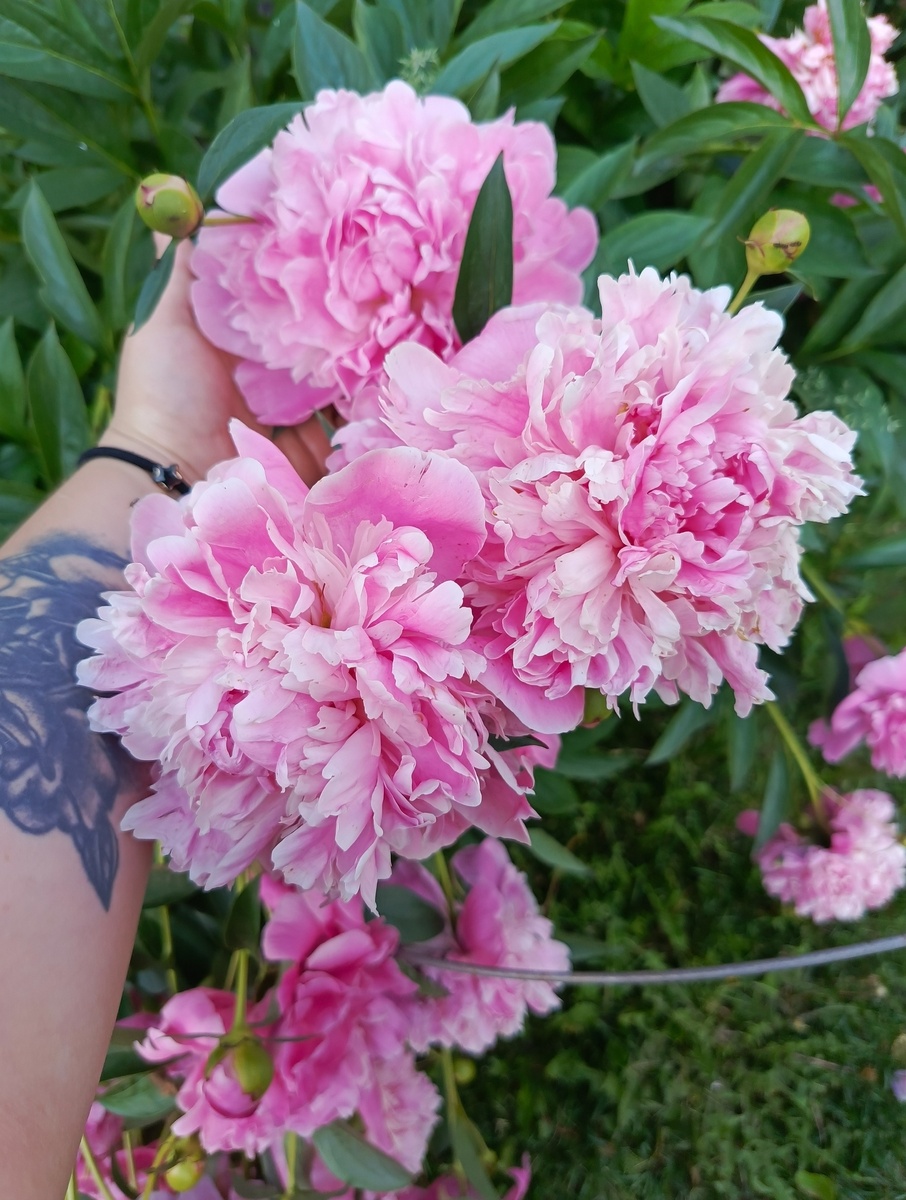 Личное фото автора из поездки в Брянскую обл., июнь 2025г