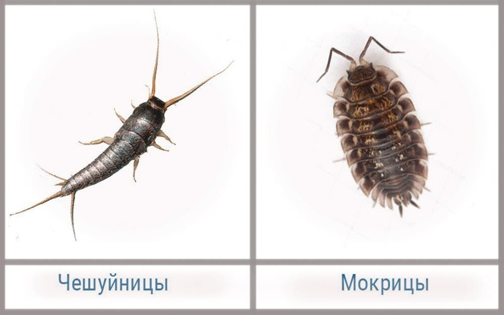 Слева – насекомое, справа – ракообразное. И то, и другое любит жить под ванной.